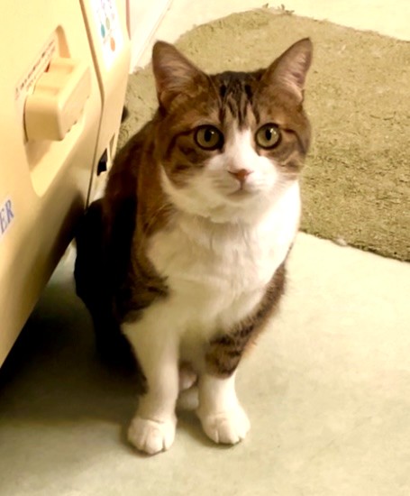 いつもかわいい